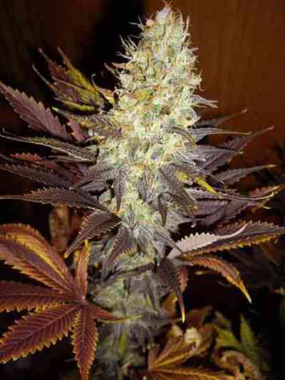 Blue Hash > Dinafem Seeds | Feminisierte Hanfsamen  |  Hybrid