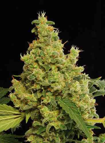 Blue Hash > Dinafem Seeds | Feminisierte Hanfsamen  |  Hybrid