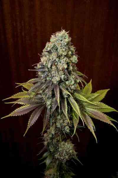 Blue Hash > Dinafem Seeds | Semillas feminizadas  |  Híbrido