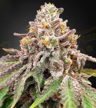 Blue Haze x Gelato 41 Auto > Green House Seed Company | Autoflowering Cannabis   |  Hybrid