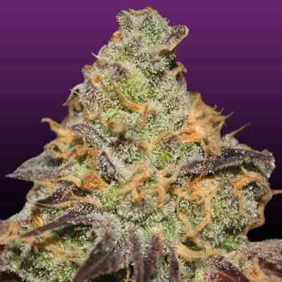 Blue Kush Berry > Paradise Seeds | Feminized Marijuana   |  Indica