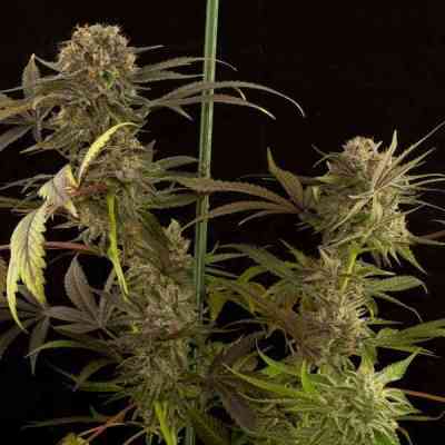 Blue Kush > Dinafem Seeds | Graines Féminisées  |  Hybride