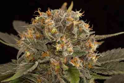 Blue Kush > Dinafem Seeds | Feminisierte Hanfsamen  |  Hybrid