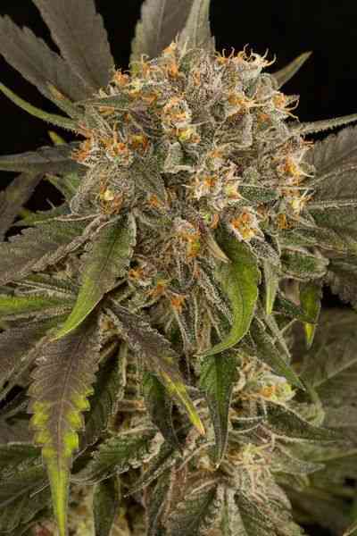 Blue Kush > Dinafem Seeds | Semillas feminizadas  |  Híbrido