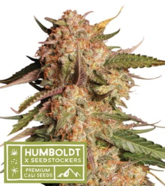 Blue Moby Auto > Seed Stockers | Autoflowering Hanfsamen  |  Hybrid