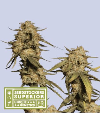 Blue Moby > Seed Stockers | Feminized Marijuana   |  hybrid