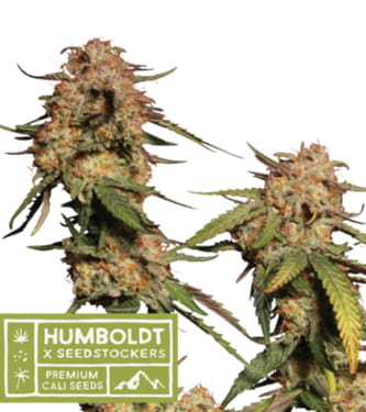 Blue Moby > Seed Stockers | Feminized Marijuana   |  hybrid
