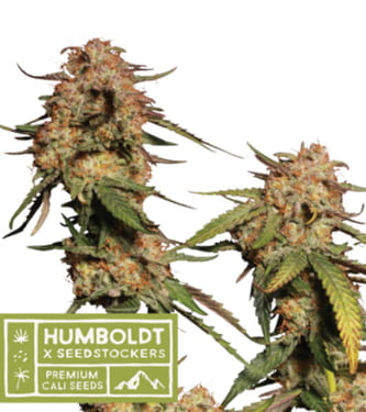 Blue Moby > Seed Stockers | Feminisierte Hanfsamen  |  Hybrid