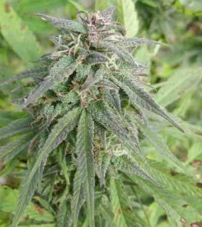 Blue Mystic > Nirvana | Feminized Marijuana   |  Indica