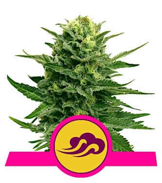 Blue Mystic > Royal Queen Seeds | Feminized Marijuana   |  Indica