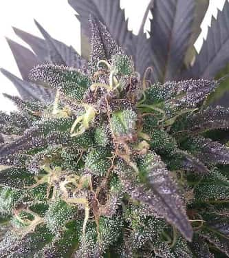 Blue Mystic > Royal Queen Seeds | Feminized Marijuana   |  Indica