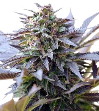 Blue Mystic > Royal Queen Seeds | Feminized Cannabis   |  Indica