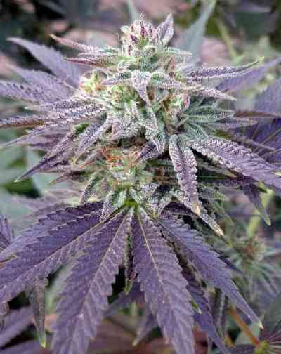 Blue OX > Rare Dankness Seeds | Graines Normal  |  Indica