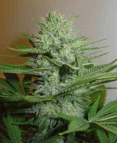 Blue Pearl Auto > Homegrown Fantaseeds | Autoflowering Cannabis   |  Sativa