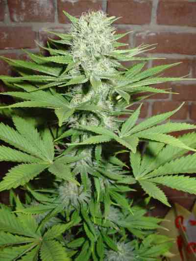 Blue Pearl Auto > Homegrown Fantaseeds | Autoflowering Hanfsamen  |  Sativa