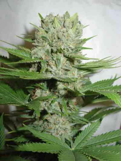 Blue Pearl Auto > Homegrown Fantaseeds | Graines Autofloraison  |  Sativa