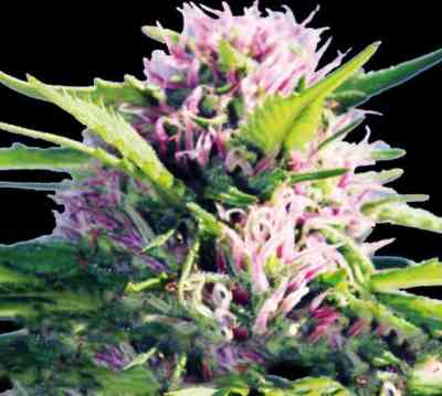 Blue Power > Vision Seeds | Feminisierte Hanfsamen  |  Indica