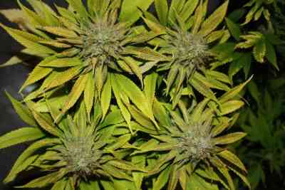 Blue Power > Vision Seeds | Feminized Marijuana   |  Indica