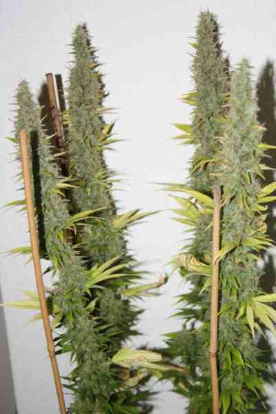 Blue Power > Vision Seeds | Semillas feminizadas  |  Índica