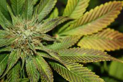 Blue Power > Vision Seeds | Feminized Marijuana   |  Indica