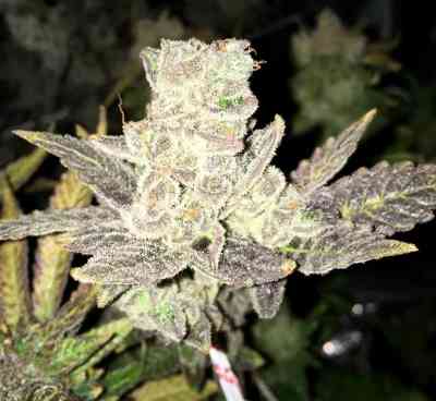 Blue Rhino > Positronics | Feminized Marijuana   |  Indica