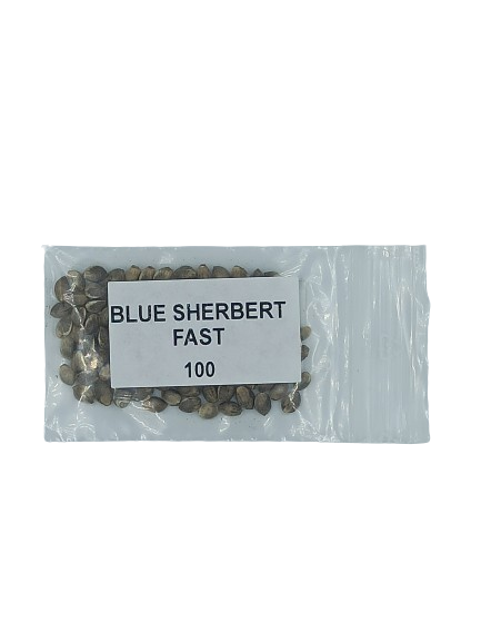 Blue Sherbet Fast > Graines en Gros | Graines Féminisées  |  Sativa
