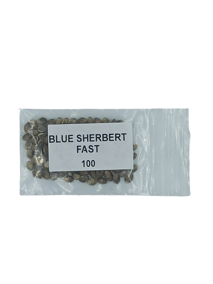 Blue Sherbet Fast > Hanfsamen Großpackungen | Feminisierte Hanfsamen  |  Sativa