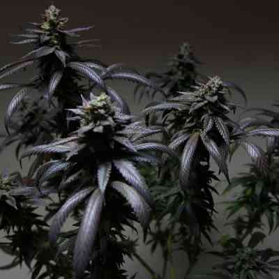 Blue Sherbert > The Plug Seedbank | Feminized Marijuana   |  Indica