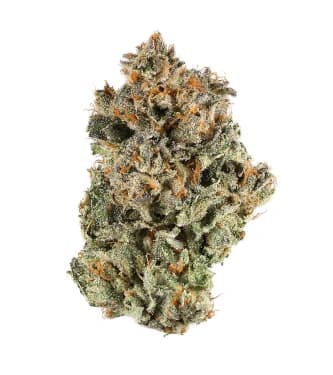 Blue Sherbet Fast > Bulk Seeds | Feminized Marijuana   |  Sativa