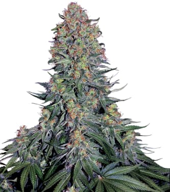 Blue Skunk > Sensi Seeds | Graines Féminisées  |  Indica