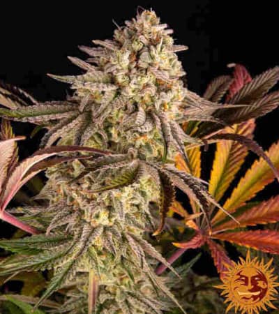 Blue Sunset Sherbert > Barneys Farm | Feminized Marijuana   |  Indica