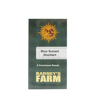 Blue Sunset Sherbert > Barneys Farm | Feminisierte Hanfsamen  |  Indica