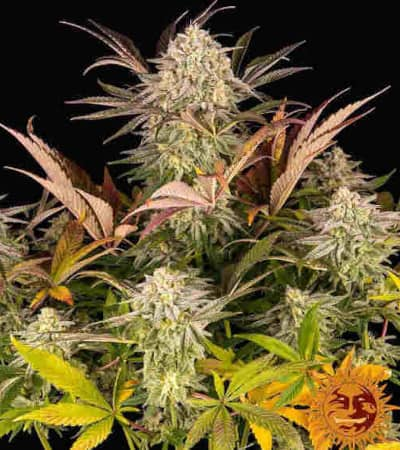 Blue Sunset Sherbert > Barneys Farm | Feminized Marijuana   |  Indica