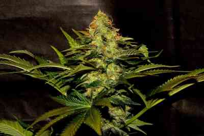 Blue Venom > G13 Labs | Feminized Marijuana   |  Indica