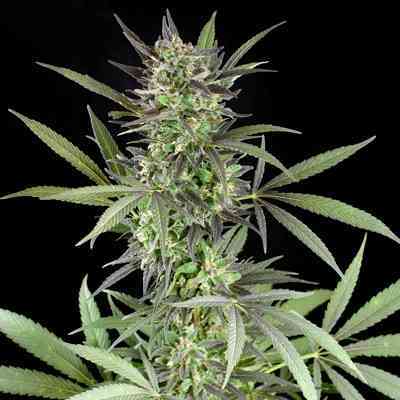 Blue Venom > G13 Labs | Semillas feminizadas  |  Índica