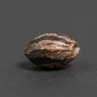 Blue Zushi graines > Linda Seeds | Graines Féminisées  |  Hybride