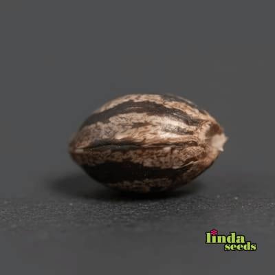 Blue Zushi graines > Linda Seeds | Graines Féminisées  |  Hybride