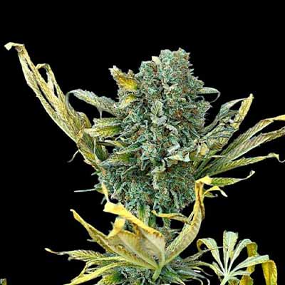 Blue Zushi > Original Sensible Seeds | NOS RECOMMANDATIONS DE GRAINES DE CANNABIS  |  TOP 10 Feminized