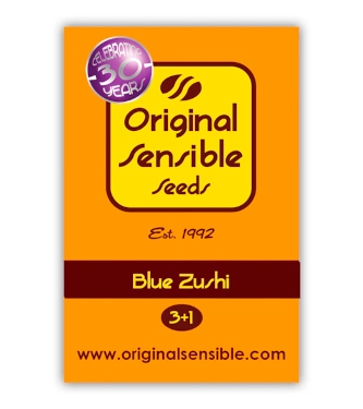 Blue Zushi > Original Sensible Seeds | Graines Féminisées  |  Indica