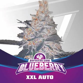 Blueberry XXL Auto semilla > BSF Seeds | Semillas autoflorecientes  |  Índica