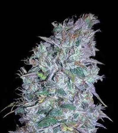 Blueberry Bliss Auto > Vision Seeds | Graines Autofloraison  |  Indica