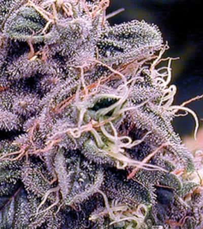 Blueberry Bliss Auto > Vision Seeds | Graines Autofloraison  |  Indica