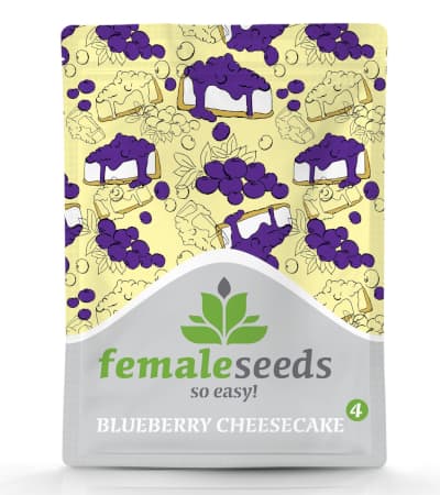 Blueberry Cheesecake > Female Seeds | Feminized Marijuana   |  hybrid