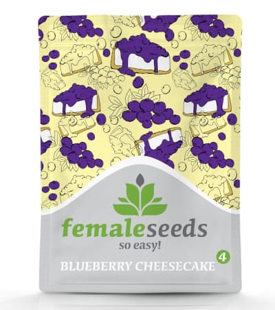 Blueberry Cheesecake > Female Seeds | Graines Féminisées  |  Hybride