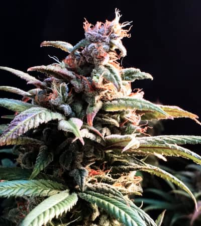 Blueberry Cheesecake > Female Seeds | Feminized Marijuana   |  hybrid