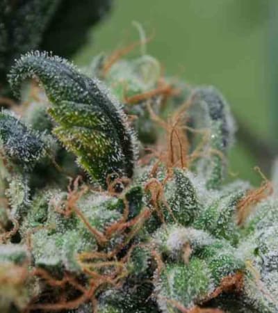 Blueberry Cheesecake > Female Seeds | Feminized Marijuana   |  hybrid