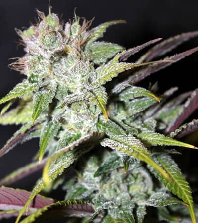 Blueberry Cheesecake > Female Seeds | Feminized Marijuana   |  hybrid