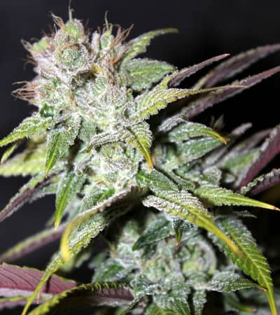 Blueberry Cheesecake > Female Seeds | Feminisierte Hanfsamen  |  Hybrid