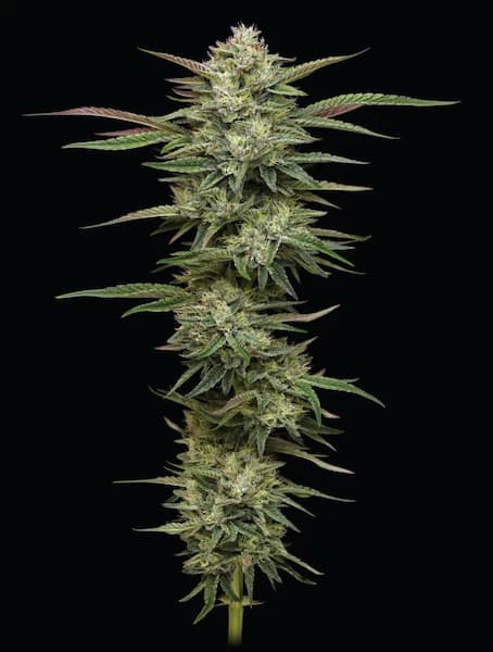 Blueberry Cupcake > Humboldt Seed Company | Semillas feminizadas  |  Híbrido
