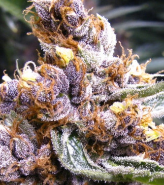 Blueberry Fast > 00 Seeds Bank | Feminisierte Hanfsamen  |  Indica